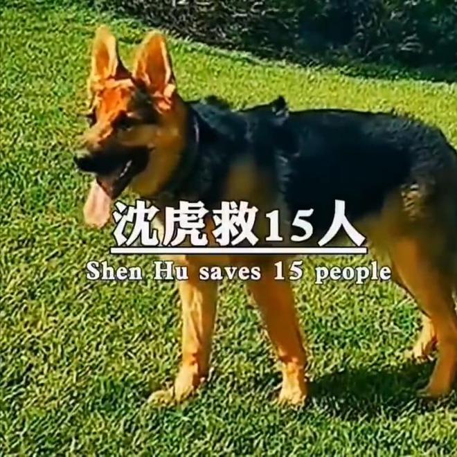“5.12”汶川地震17周年来临之际，67只搜救犬再被提起，网友泪奔