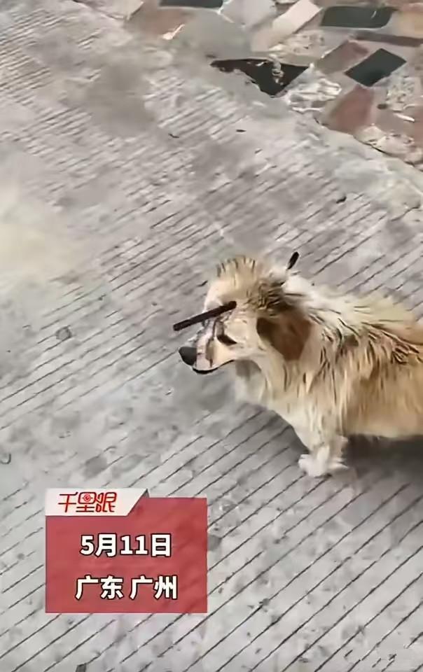 广州一流浪狗遭弩箭穿头，狗狗被伤得很惨，有画面曝出