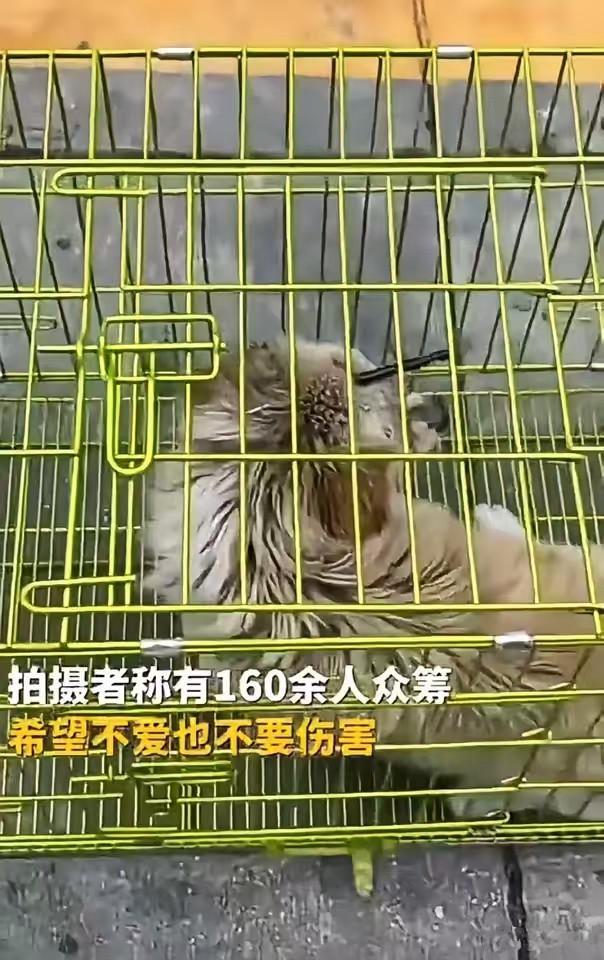 广州一流浪狗遭弩箭穿头，狗狗被伤得很惨，有画面曝出